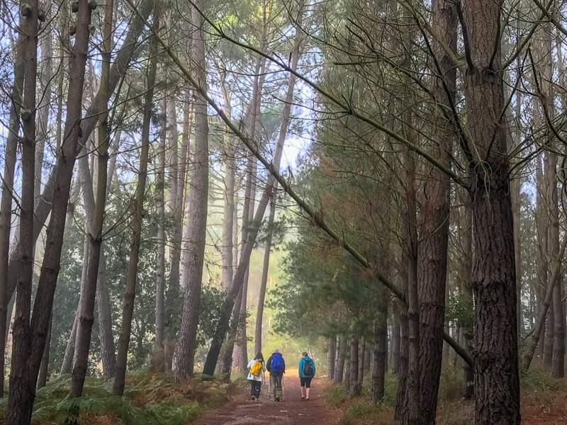 forest walk on the Camino de Santiago