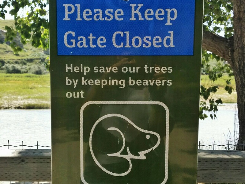 Beavers frequent the area near the Milk River in the coulee. 