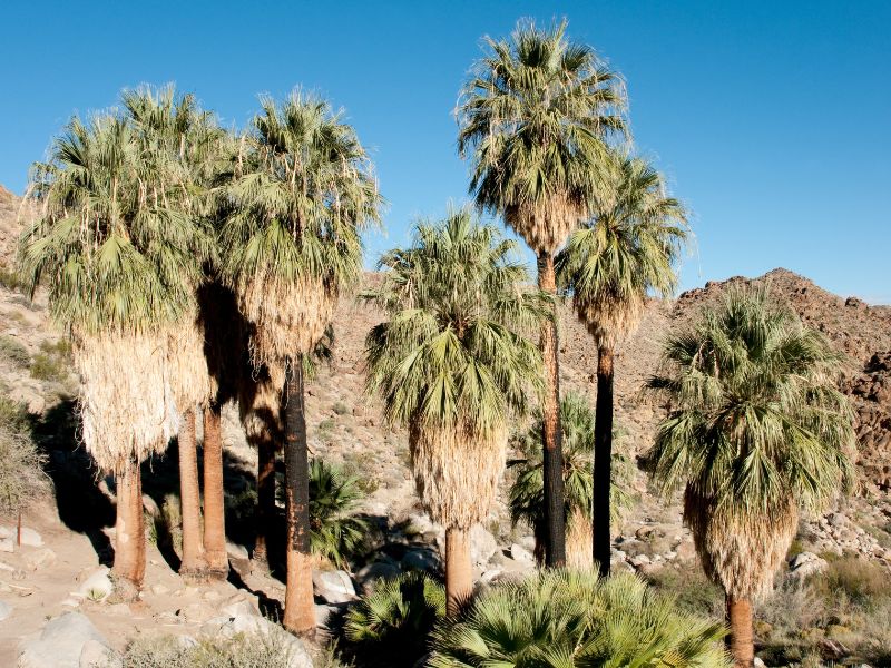 49 Palms Oasis is a three-mile, out and back trail located in Joshua Tree National Park