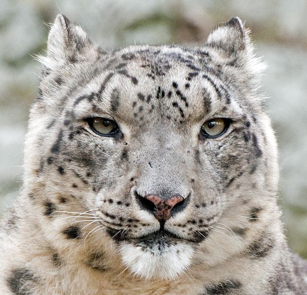 File:Snow Leopard Relaxed head.jpg