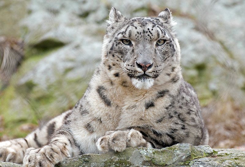 File:Snow Leopard Relaxed.jpg