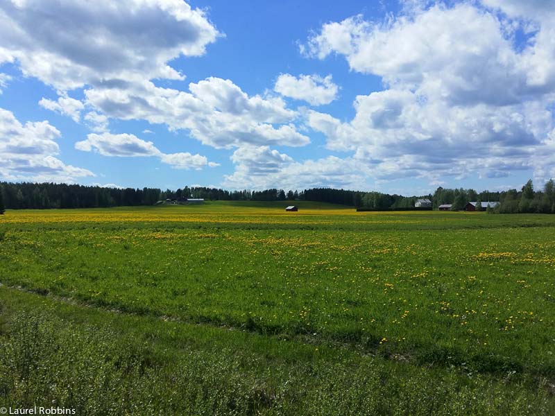 landscape of eastern Finland, seen while cycling the Iron Curtain Trail