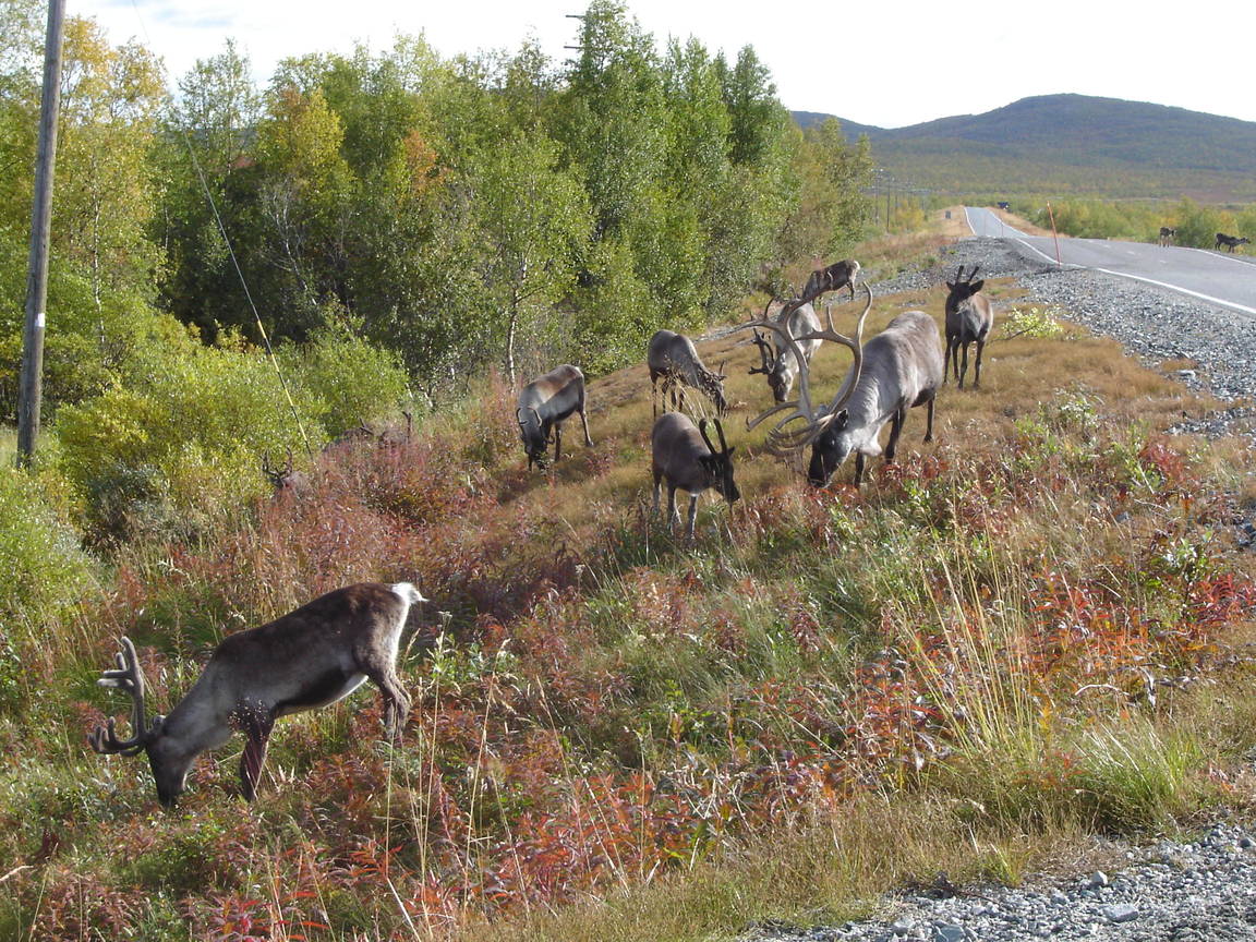 adventure cycling beside reindeer in Finland