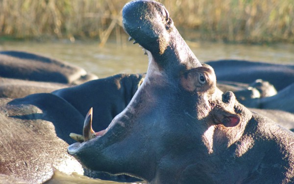 Hippos are one of Africa's most dangerous animals and there are 500 of them in iSimangaliso Wetland Park in South Africa