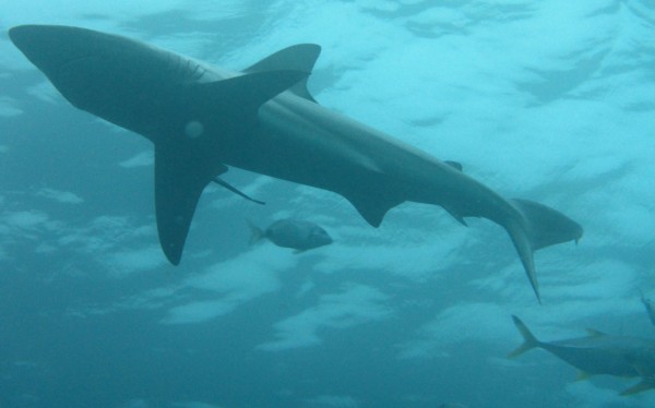 The shark dives were a big part of my African adventure in South Africa