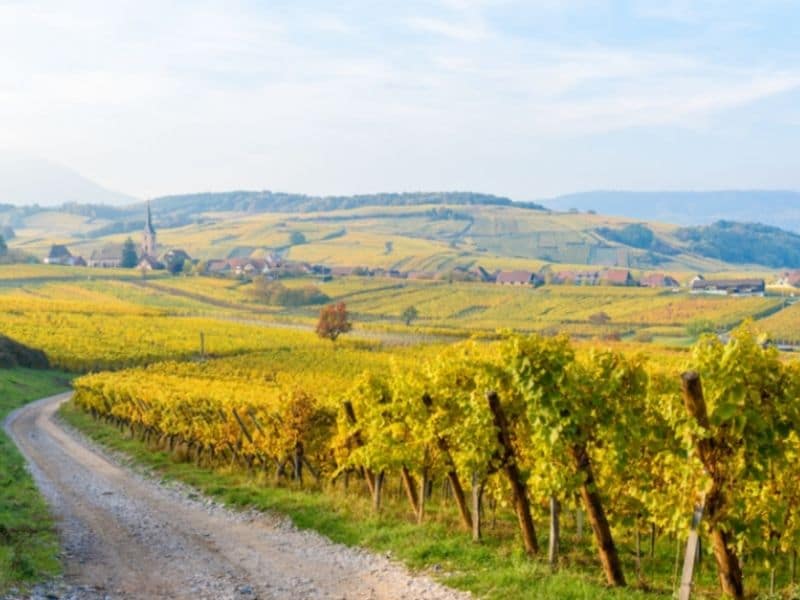 A mix of French and German wine culture await you on this great wine tour