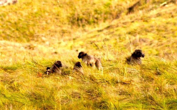 baboons in the Drakensberg in South Africa