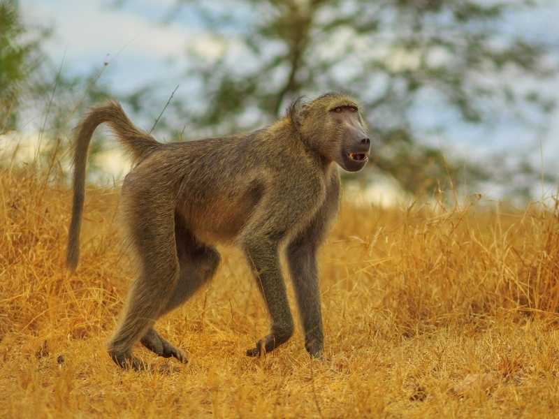 looks for baboons when in South Africa