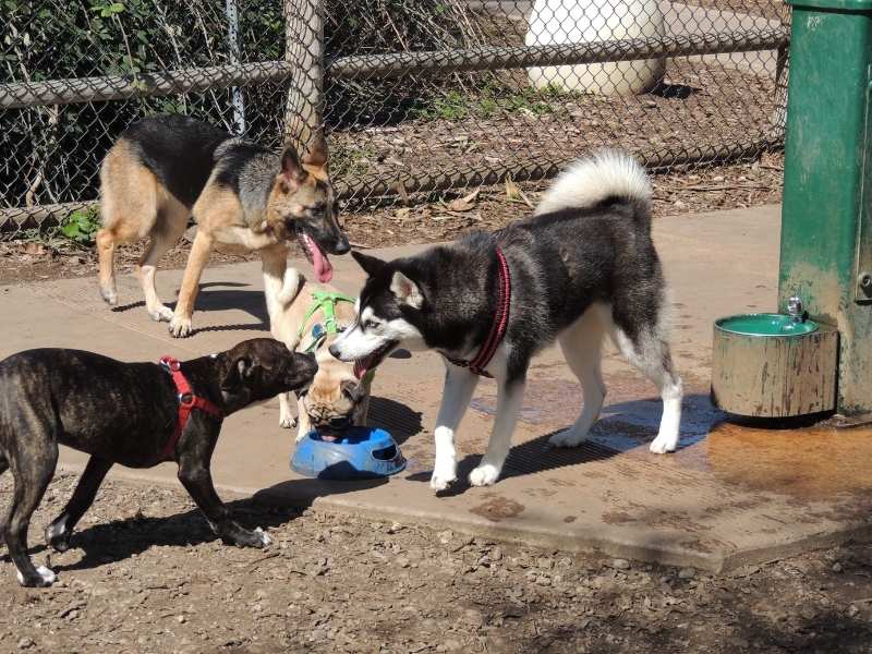 dogs playing while hiking