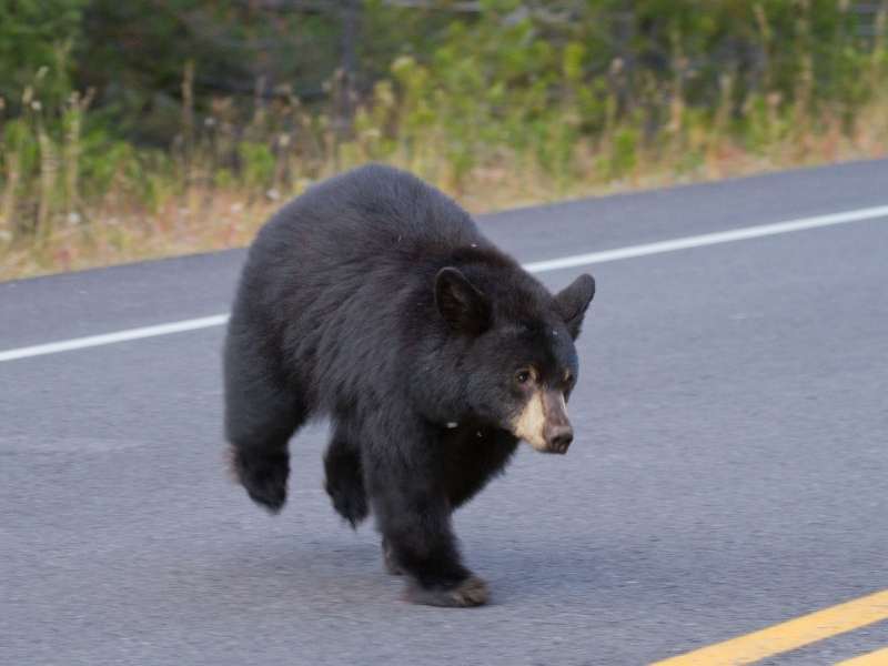 watch for wildlife like bears when driving in Banff National Park