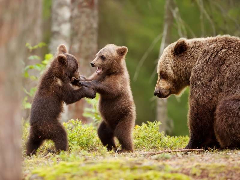 bears and their cubs can be seen in Banff