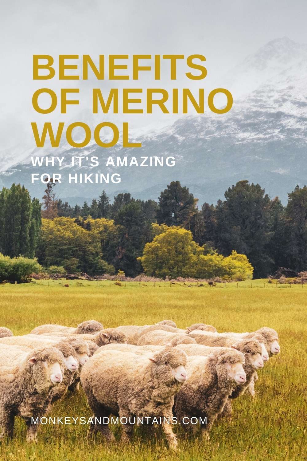 merino sheep's wool for hiking