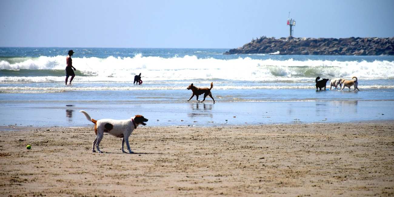 best dog-friendly hikes in san diego