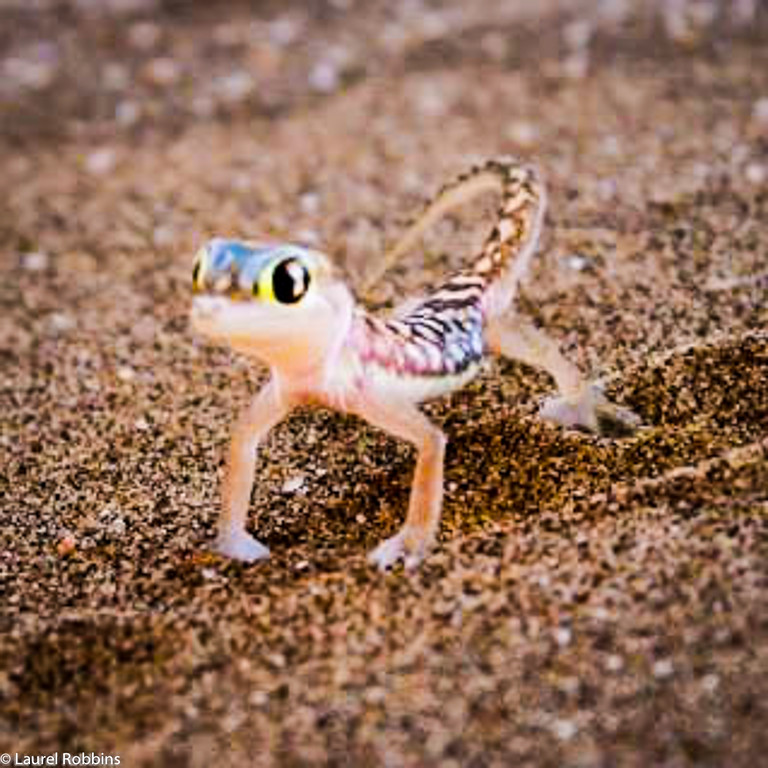 Chameleon in the Namib Desert near Swakopmund, Namibia