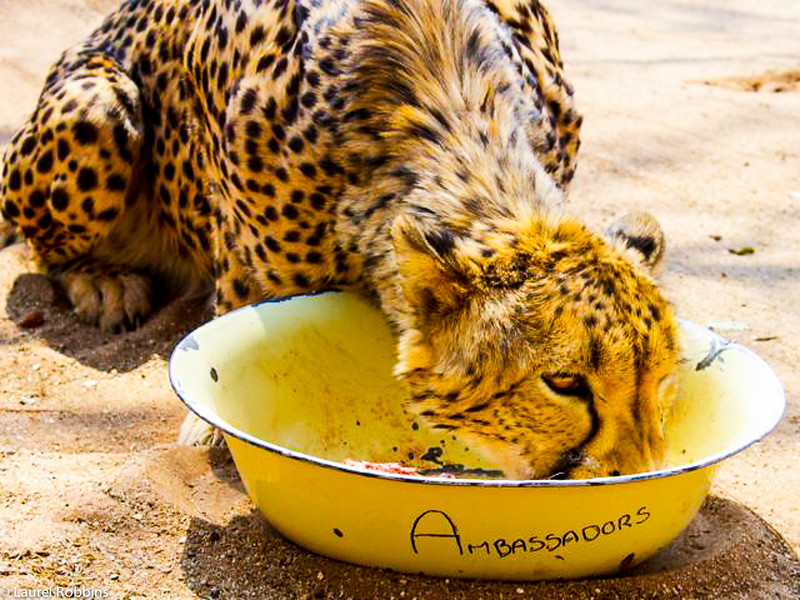 Cheetah eating at the Cheetah Conservation Centre in Namibia.