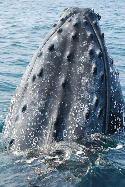 best places to visit in South Africa for wildlife: iSimangaliso Wetland Park for humpback whales