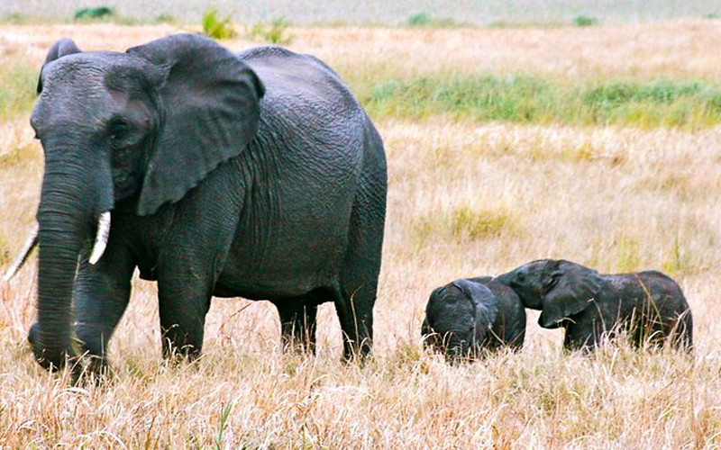 best places to visit in South Africa for wildlife: Tembe Elephant Park for tuskers, the largest elephants in Africa