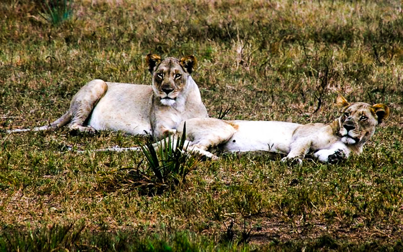 best places to visit in South Africa for wildlife: Tembe elephant park, where you can also see lions