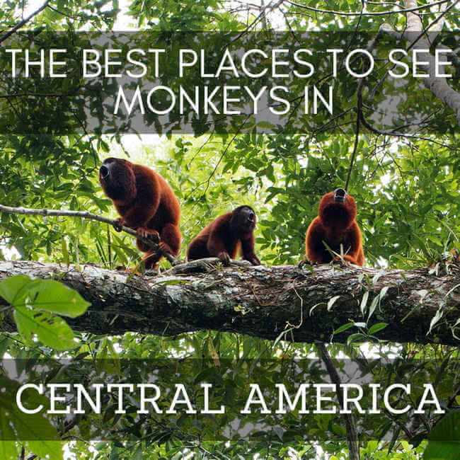 The Best Places to See Monkeys in Central America