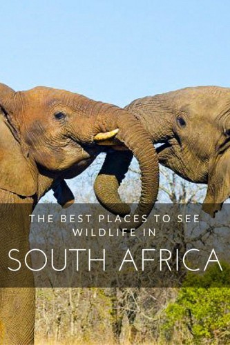 best places to visit in South Africa for wildlife