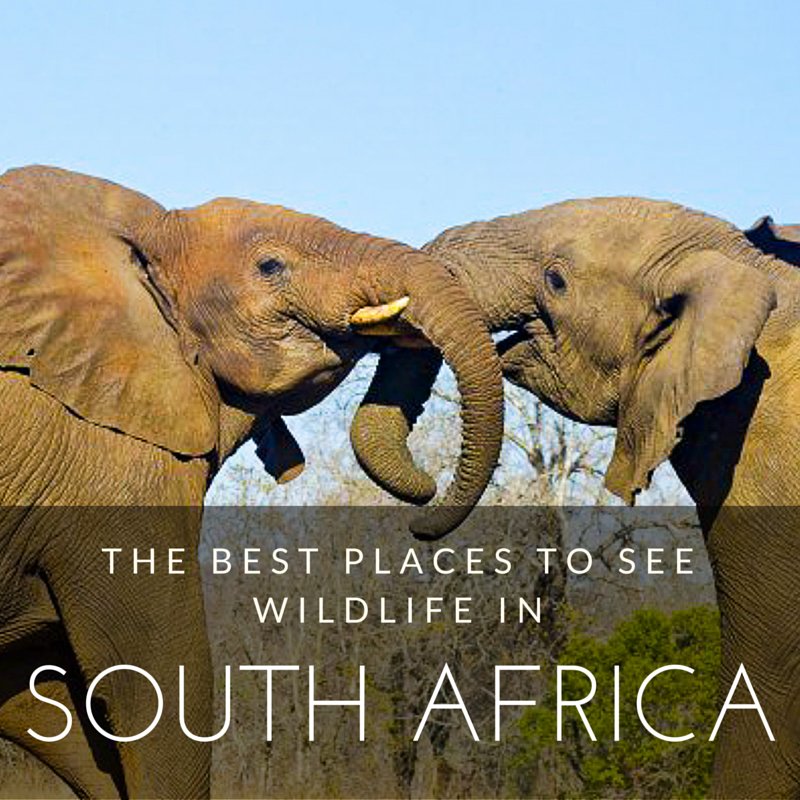 best places for travellers to visit in South Africa for adventures with wildlife and safaris