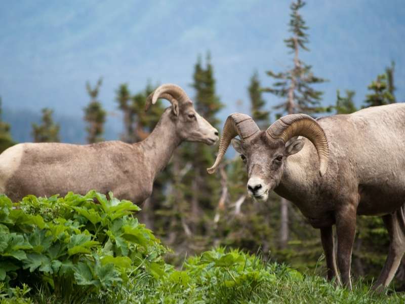 you have a good chance of seeing bighorn sheep on Sulphur Mountain in Banff