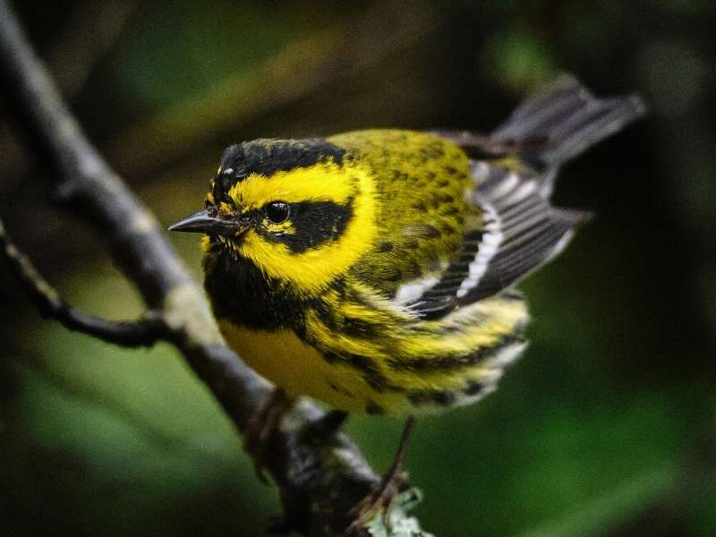 Banff is great for birdwatching