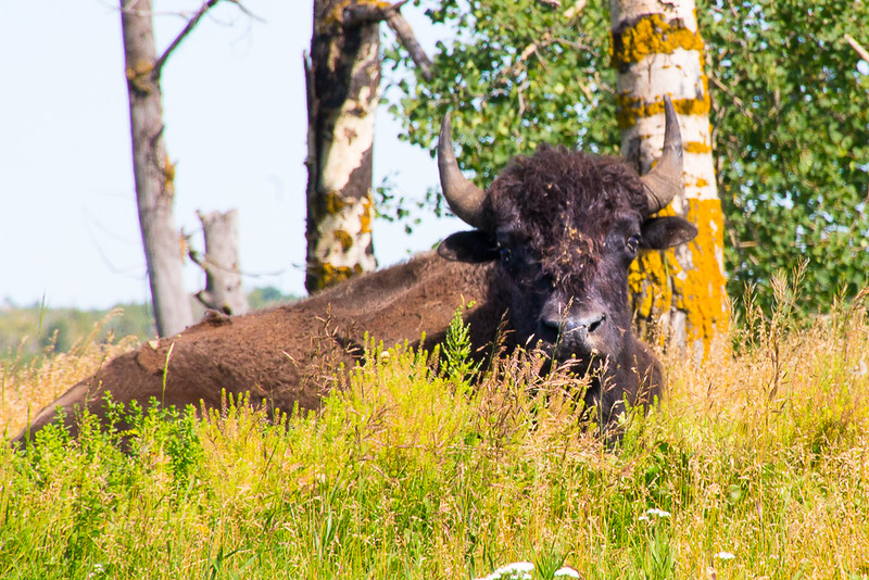 Plains bison that we encountered while hiking the Tawayik Lake Trail. 