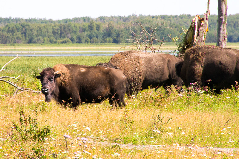 A herd of 30 plains bison seen while hiking the Tawayik Lake Trail 