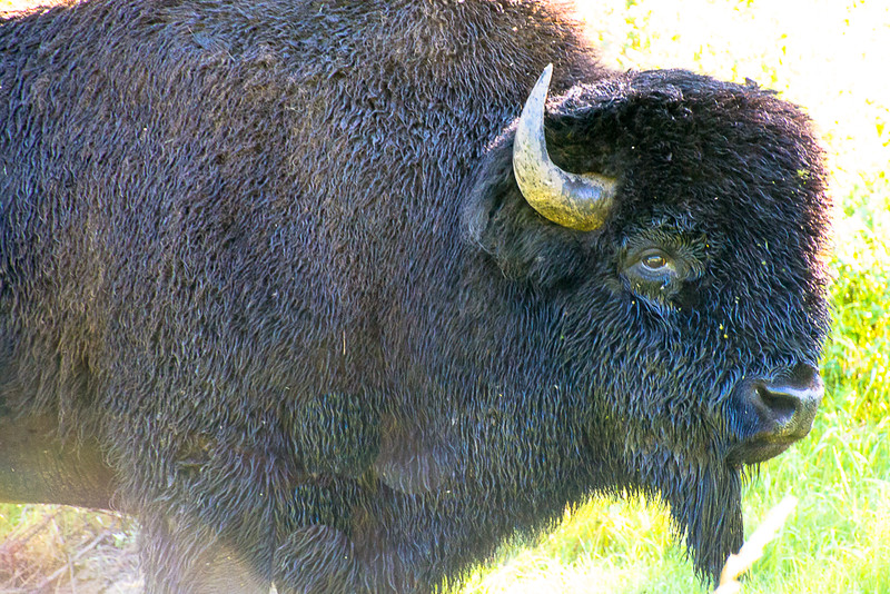 Plains bison up close in Elk Island National Park