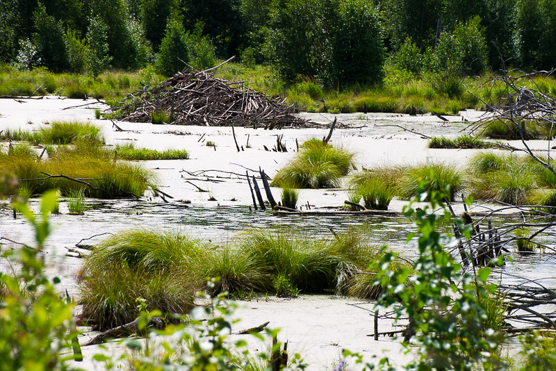 Beaver Dam in Elk Island.