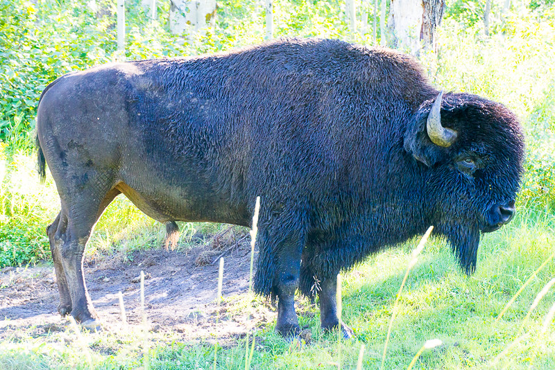 Elk Island National Park: One of the Best Places to See Bison