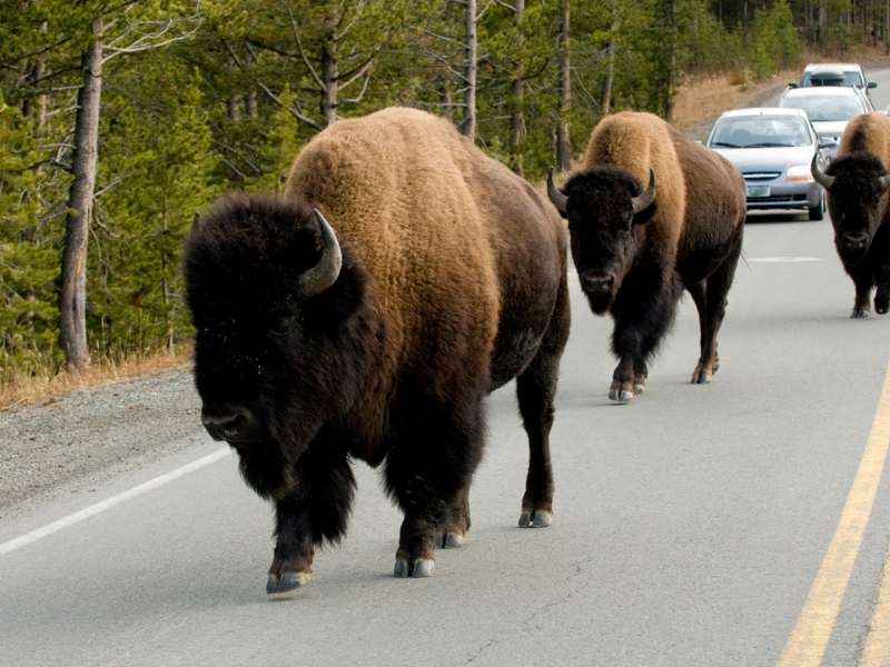 bison on the road in Yellowstone National Park