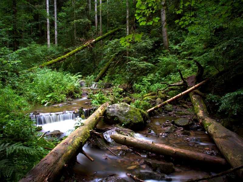 The Black Forest is full if legends and myths of magic and witchcraft