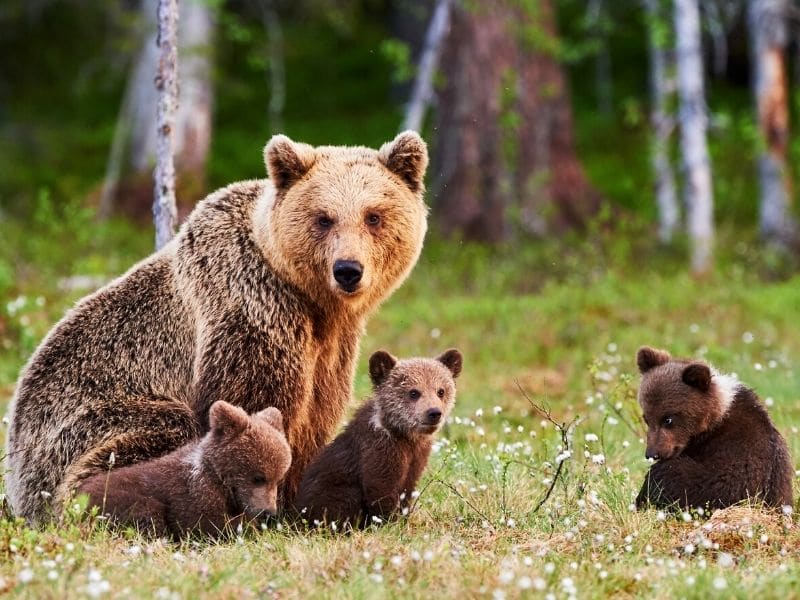 Brown Bear in the Rhodope Mountains