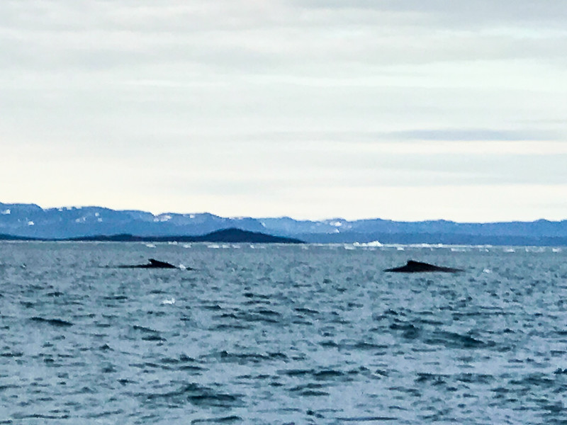 You'll likely see several species of whales, including humpbacks on your Arctic adventure.