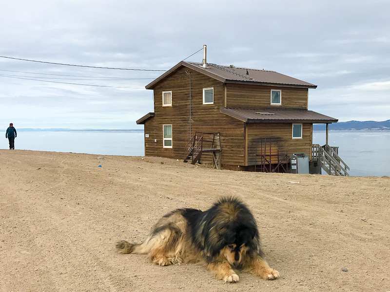 Dog resting comfortably on a street in the Pond Inlet, Nunavut.