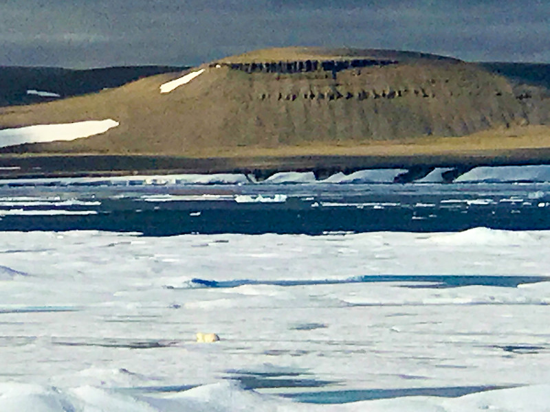 You can see polar bears on your Arctic adventure.