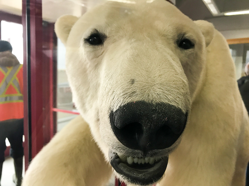 This stuffed polar is at the airport in Resolute Bay in Nunavut. You can see real ones on your Arctic adventure.