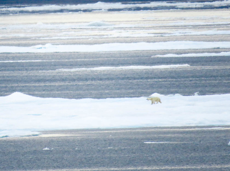 First polar bear sighting on our Arctic adventure