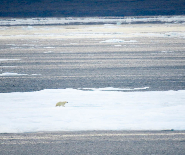 Observing polar bears in their natural habitat was one of the highlights of this Arctic adventure.