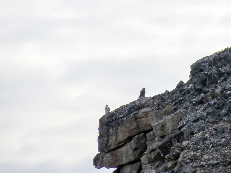 We saw a male and female Gyr Falcons on our Arctic adventure.