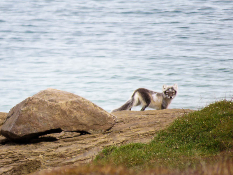 We saw three Arctic foxes on our Arctic adventure.