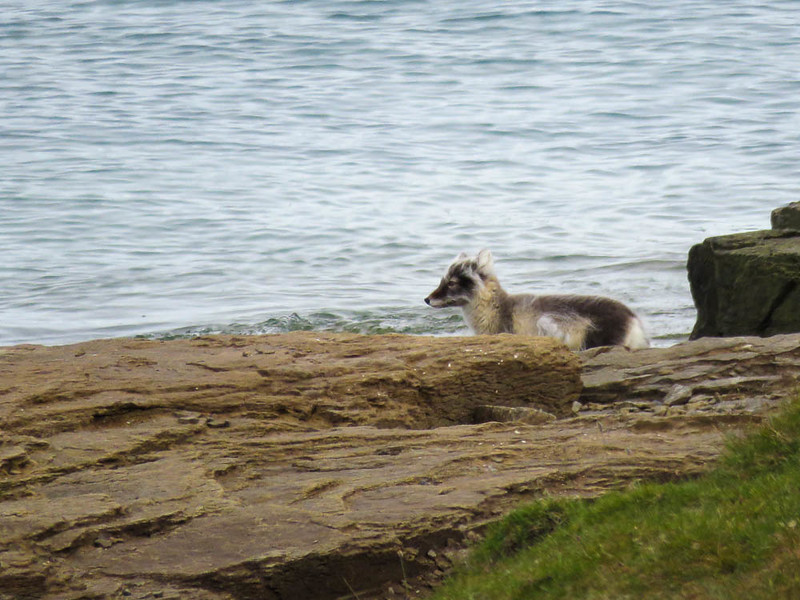 Arctic foxes are some of the wildlife you may see on your Arctic adventure.