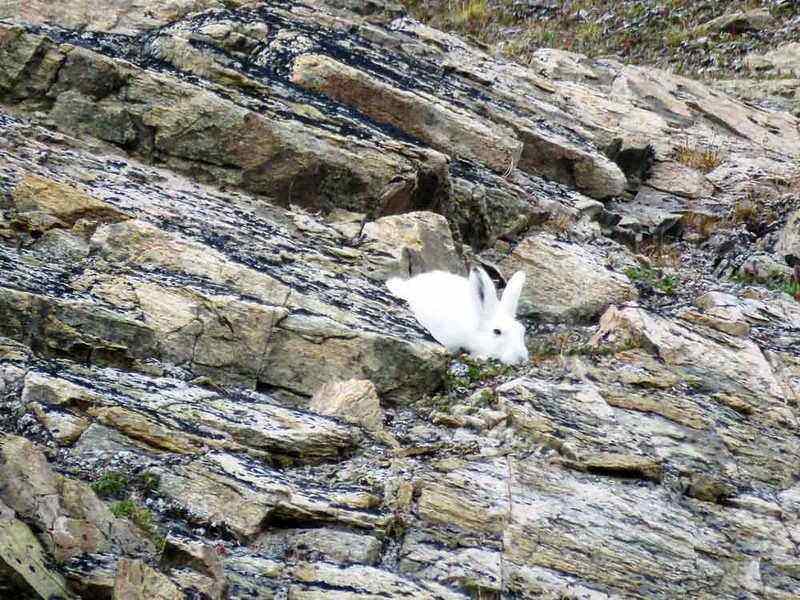 canadian-arctic-safari-devon-island