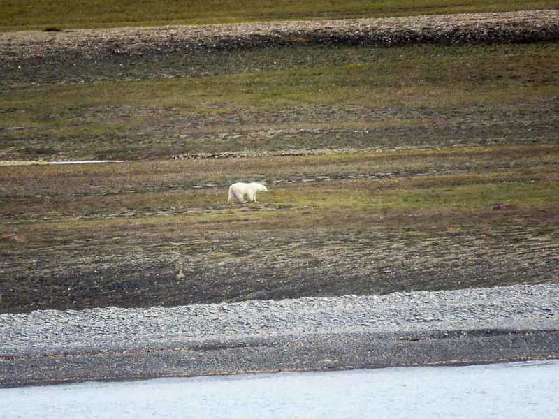 We saw three polar bears on our Arctic adventure.