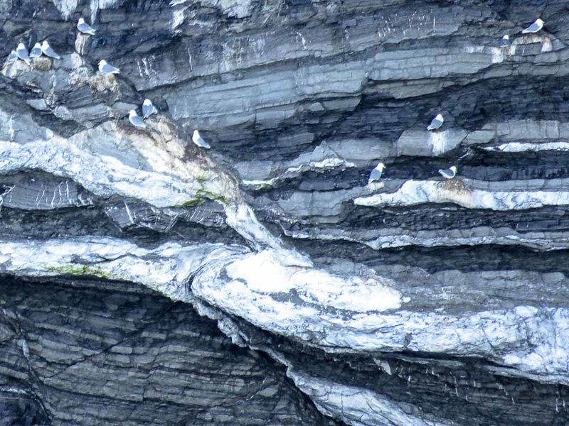 You'll see lots of Black-legged Kittiwakes on your Canadian Arctic adventure.