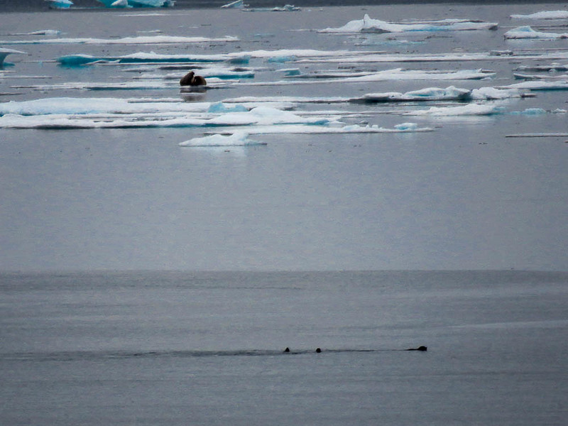 See walruses was one of the highlights of this Arctic adventure