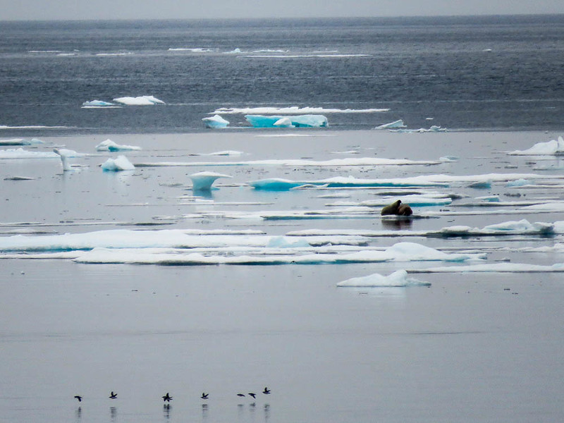 If you get lucky you'll see walruses on your Canadian Arctic adventure.