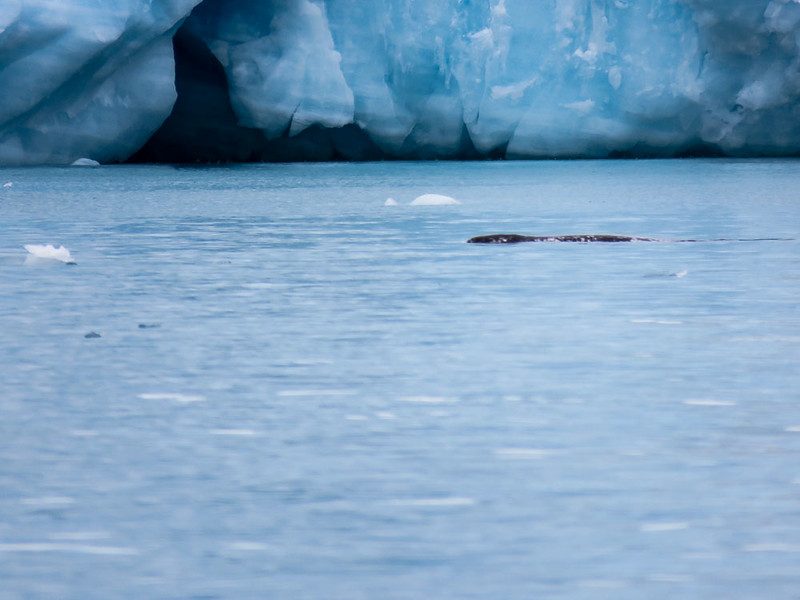 Seeing Narwhals (whales with the long tusks) was one of the top moments of our Arctic adventure.